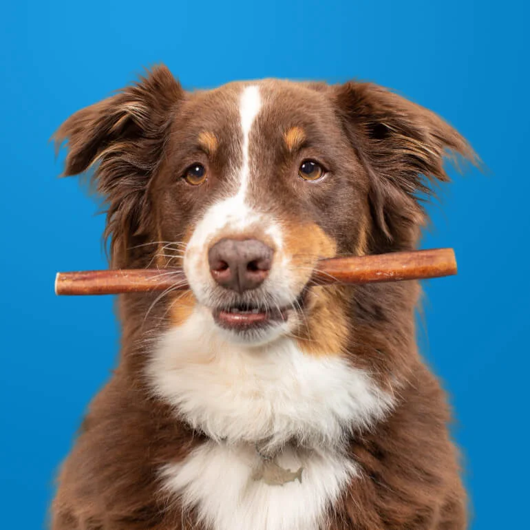 - Precautions for using pet toys12 Inch Thick Beef Collagen Sticks