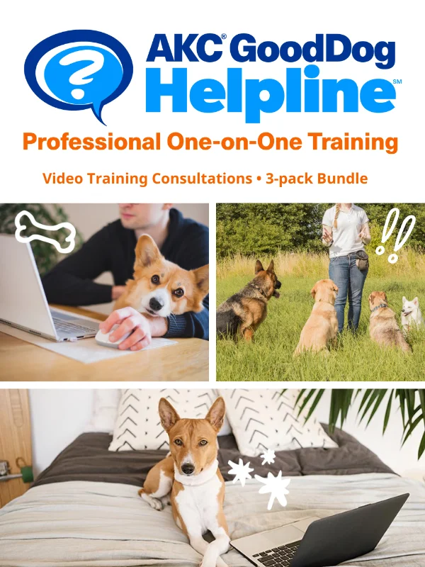 Pet toysAKC GoodDog Helpline Video Training Consultations Bundle