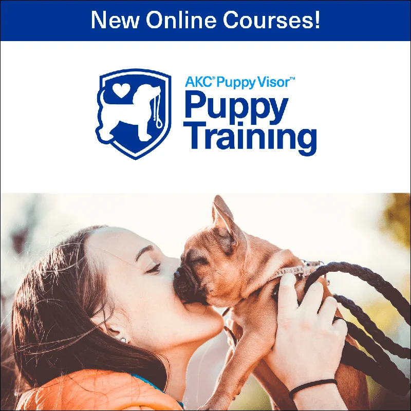 - Hamster toy recommendationsPuppy Training Series – Online Courses